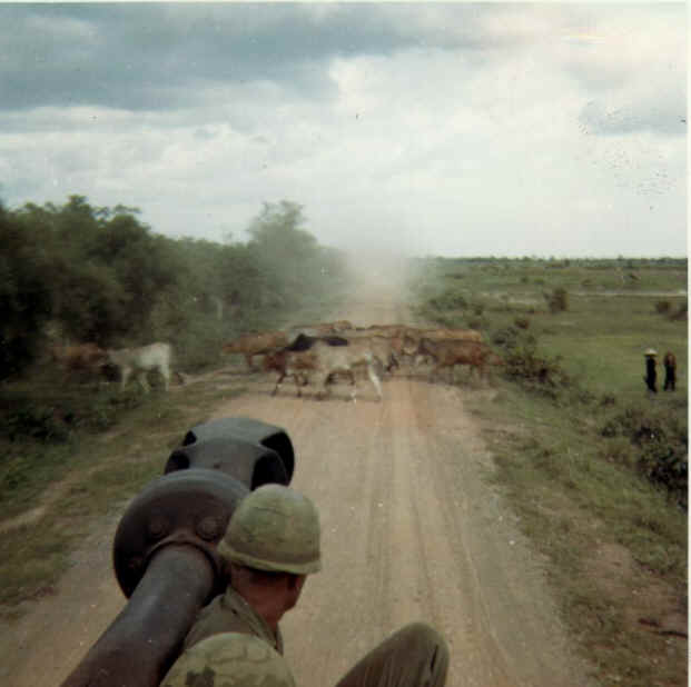 Cattle could always slow a convoy down